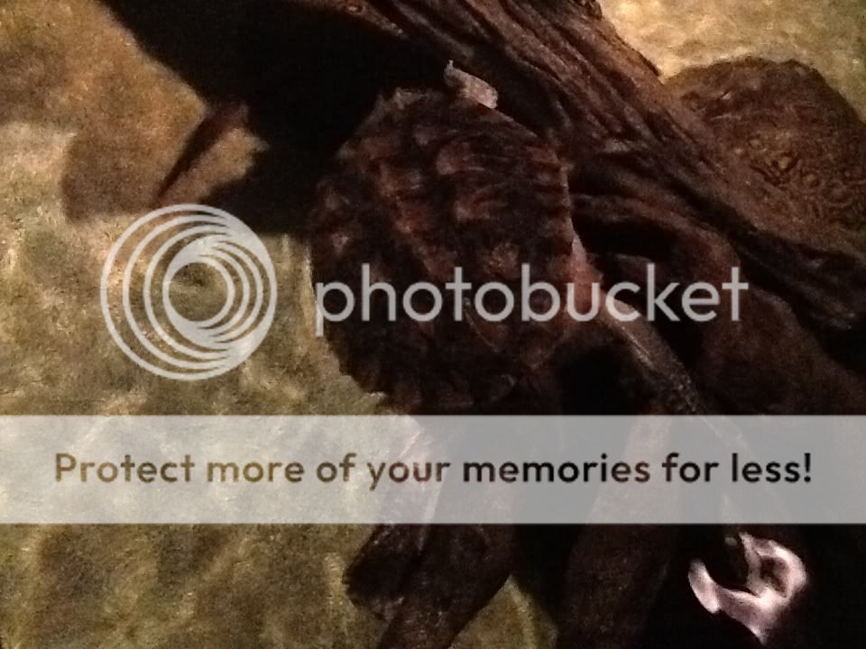 IMG_1147_zps2420aefd.jpg