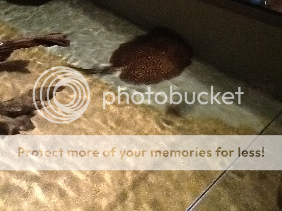 IMG_1146_zps169d6634.jpg