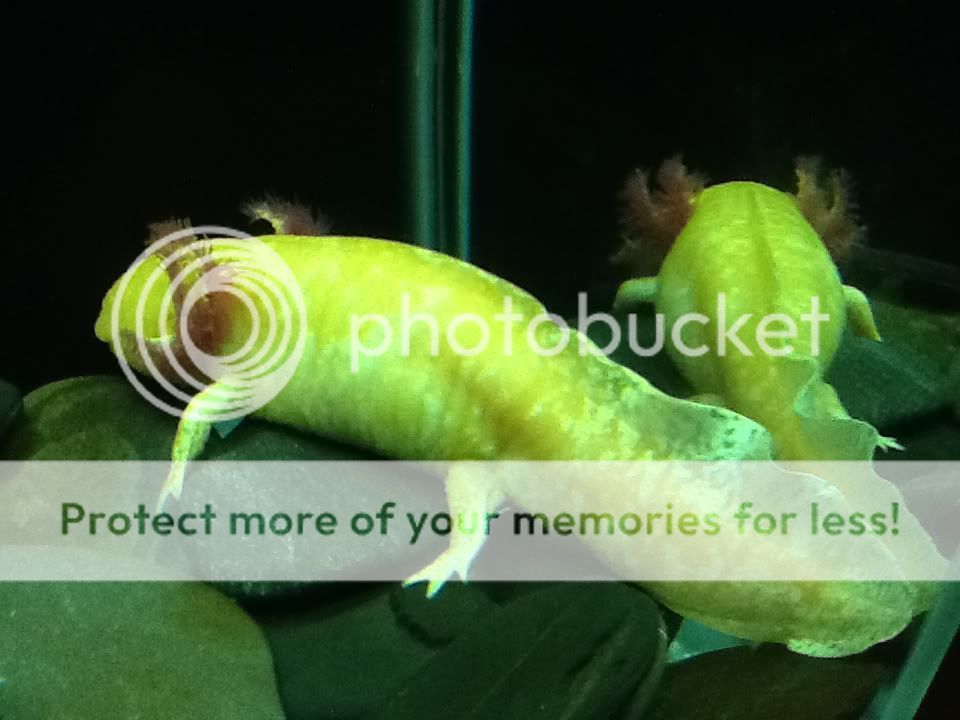IMG_1160_zps3358a3ee.jpg