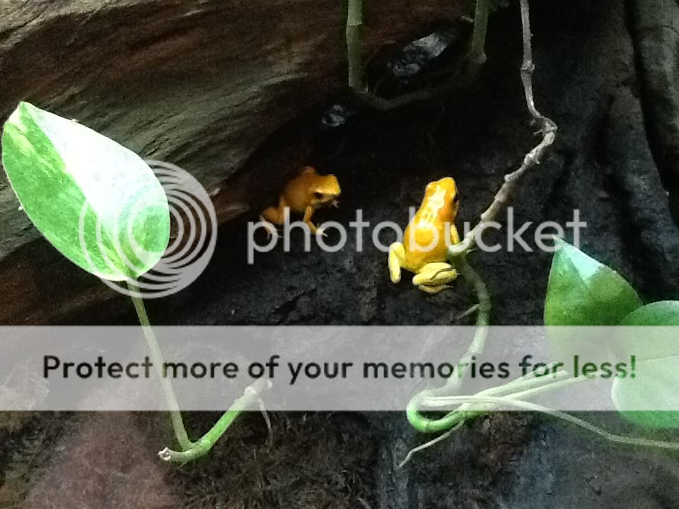 IMG_1158_zps3dd178b0.jpg